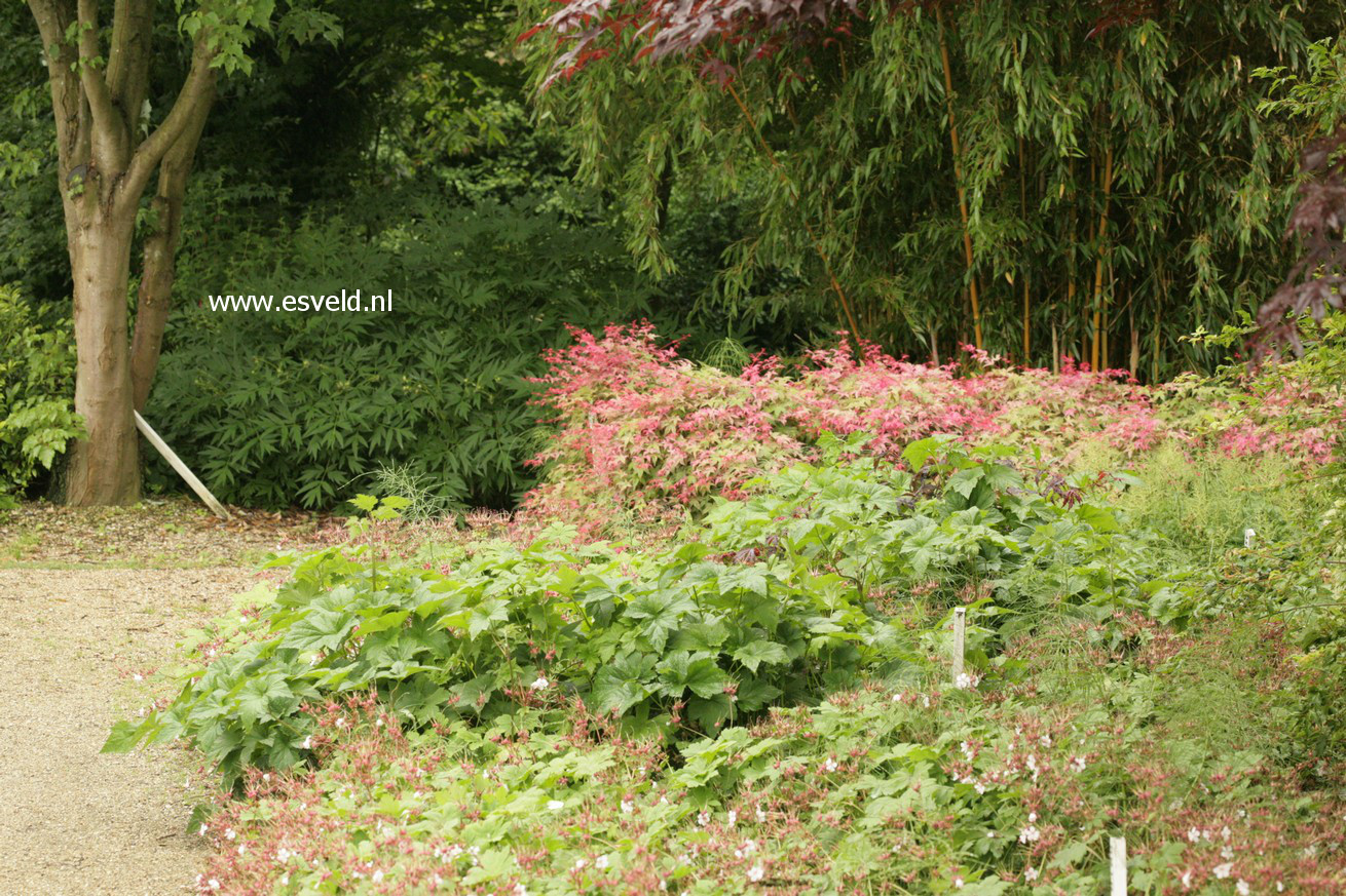 Acer palmatum 'Corallinum'