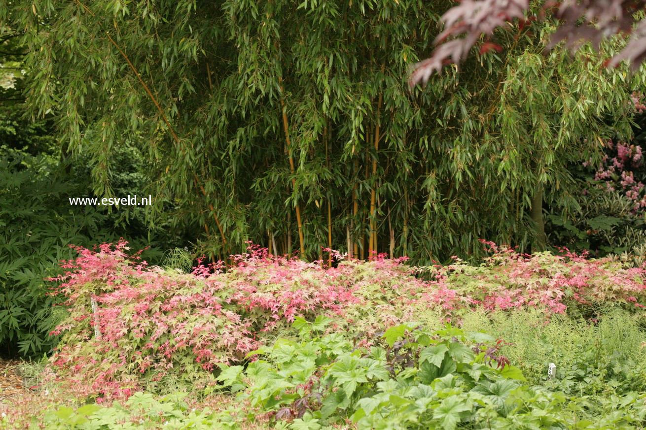 Acer palmatum 'Corallinum'