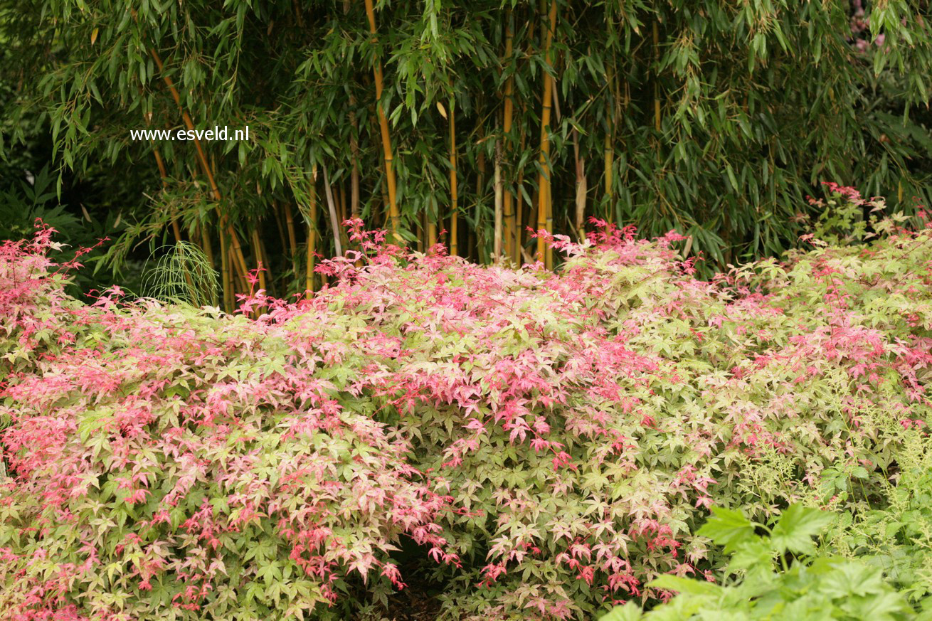 Acer palmatum 'Corallinum'