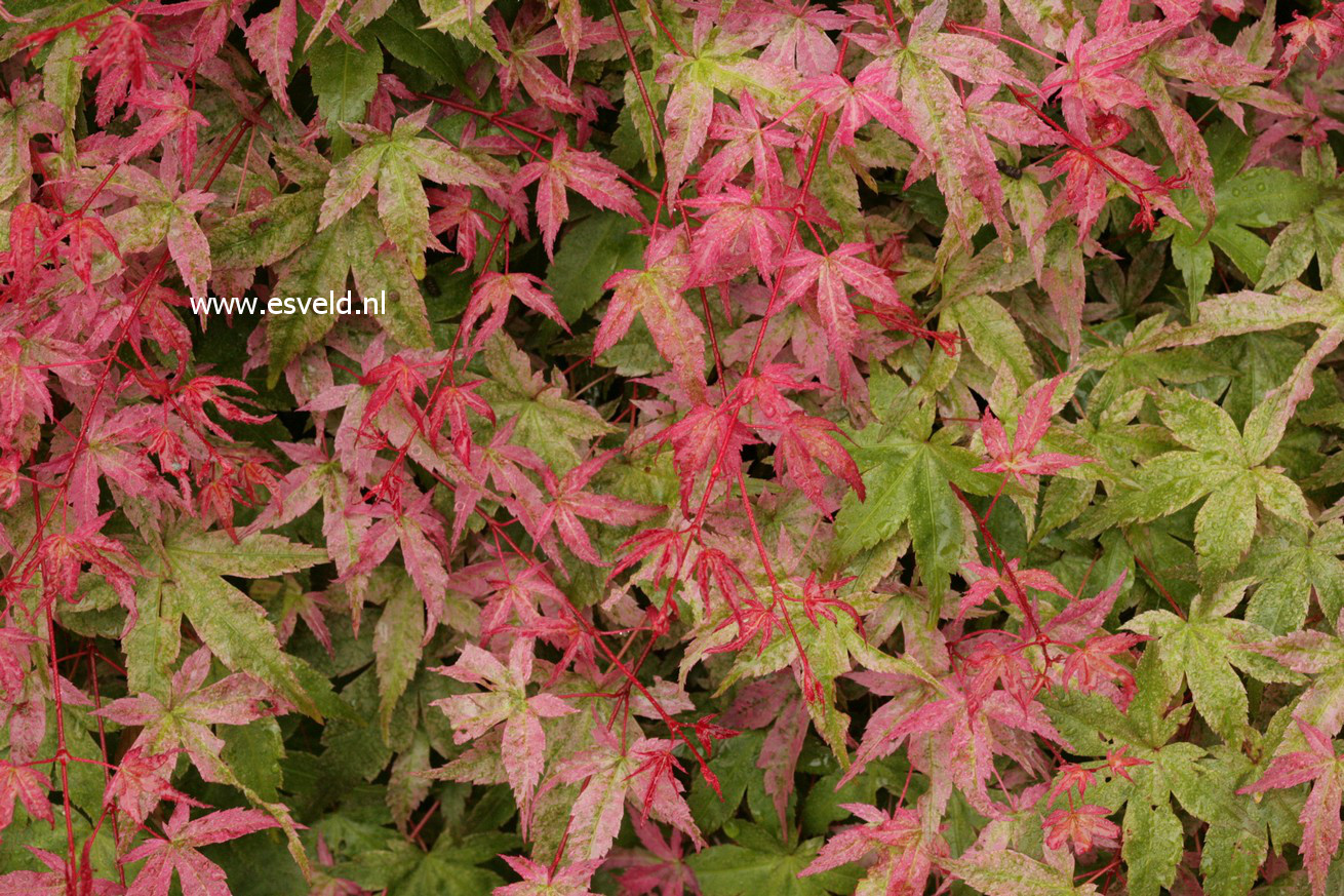 Acer palmatum 'Corallinum'