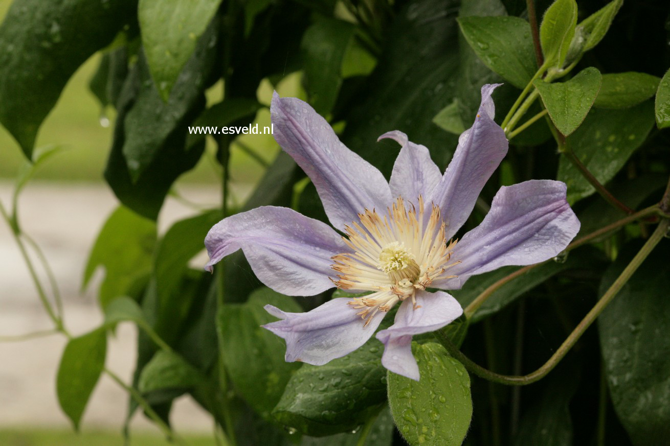 Clematis 'Zoblueriver' (BLUE RIVER)