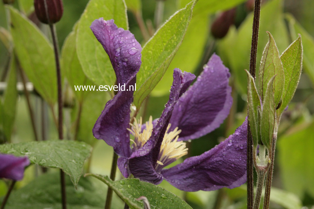 Clematis 'Zobluepi' (BLUE PIROUETTE)