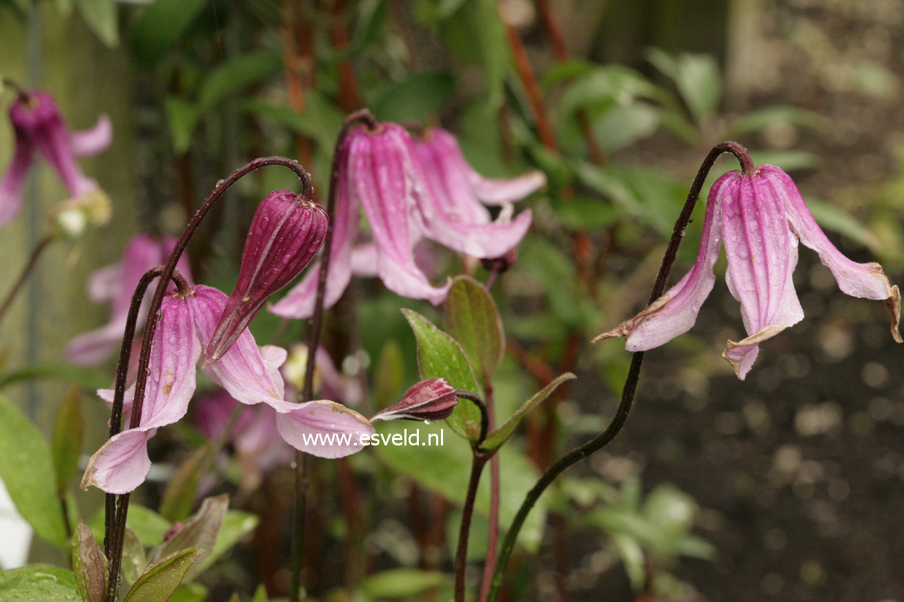 Clematis integrifolia 'Rosea'