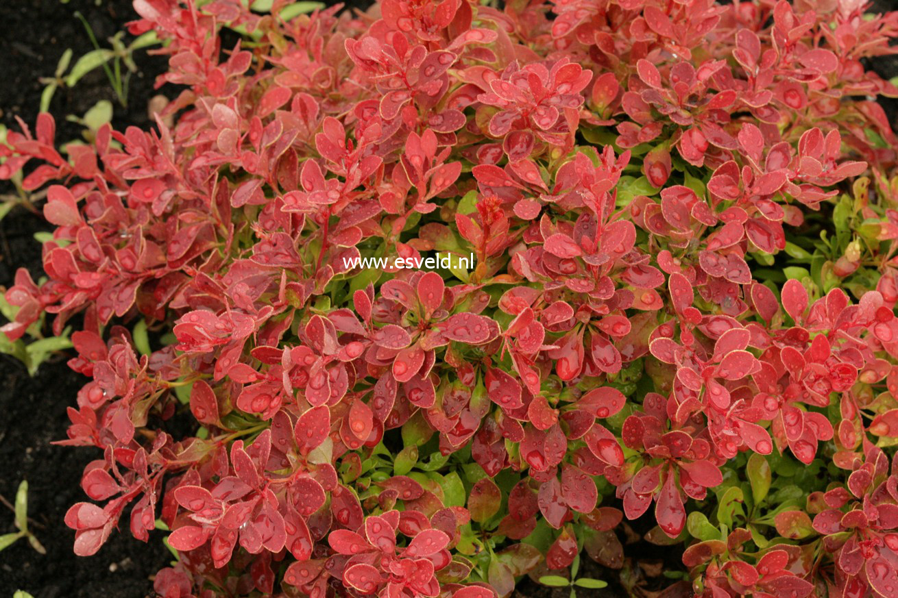 Berberis thunbergii 'Admiration'