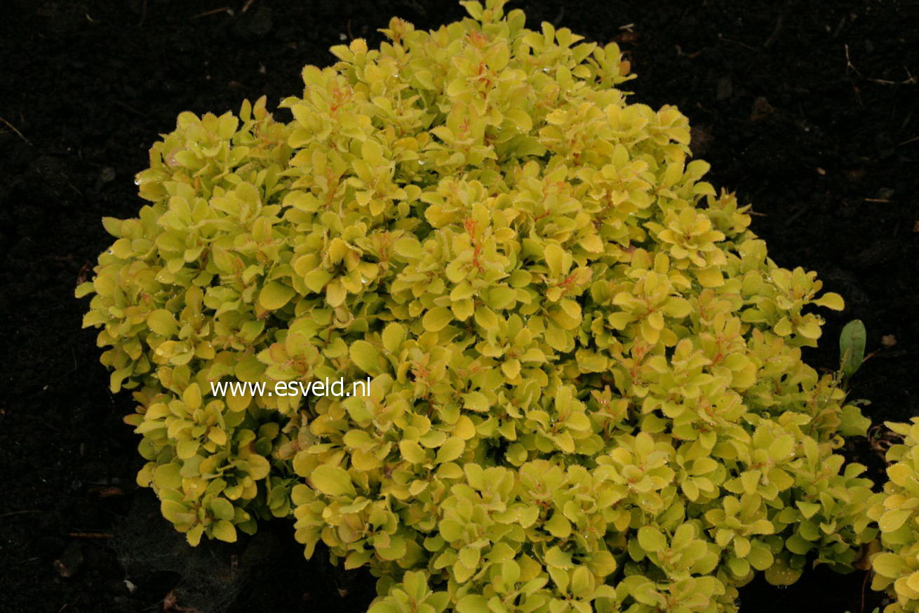 Berberis thunbergii 'Tiny Gold'