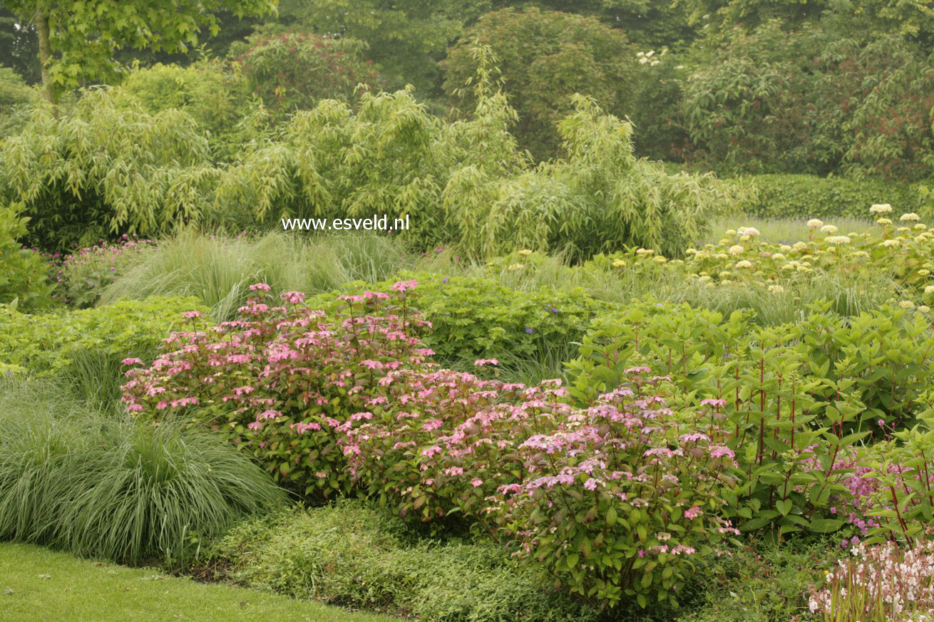 Hydrangea serrata 'Kuro hime'