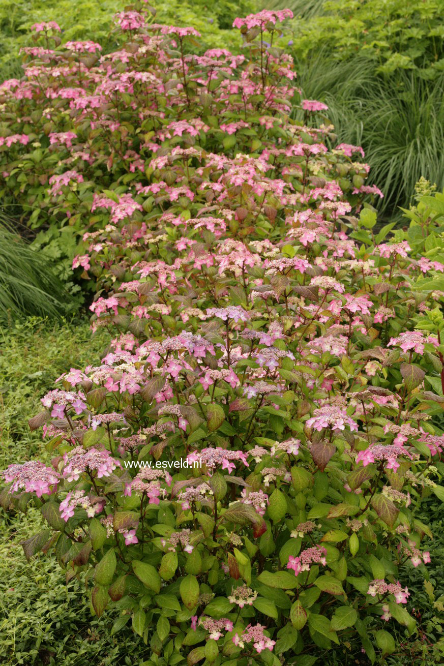 Hydrangea serrata 'Kuro hime'