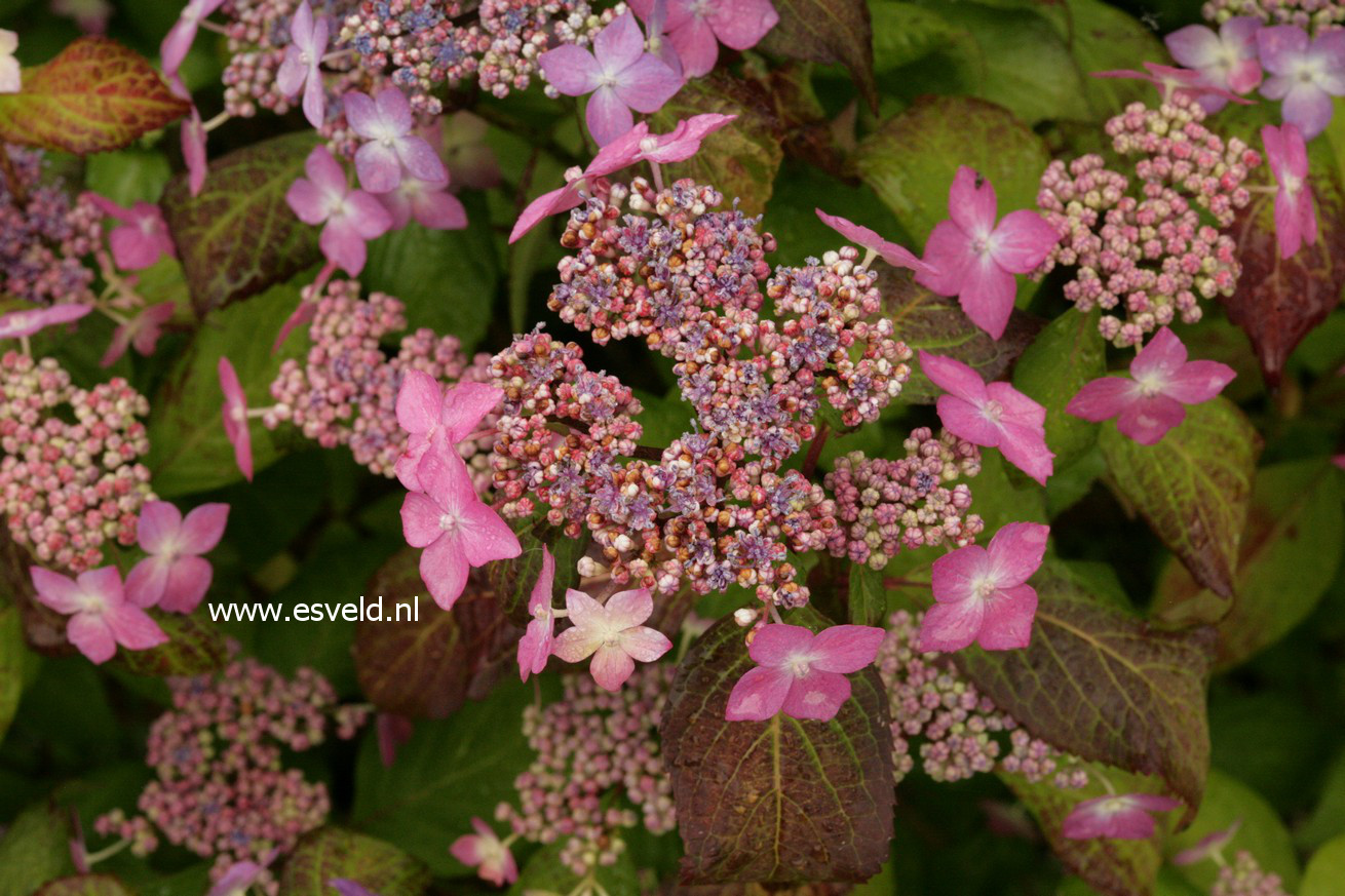 Hydrangea serrata 'Kuro hime'