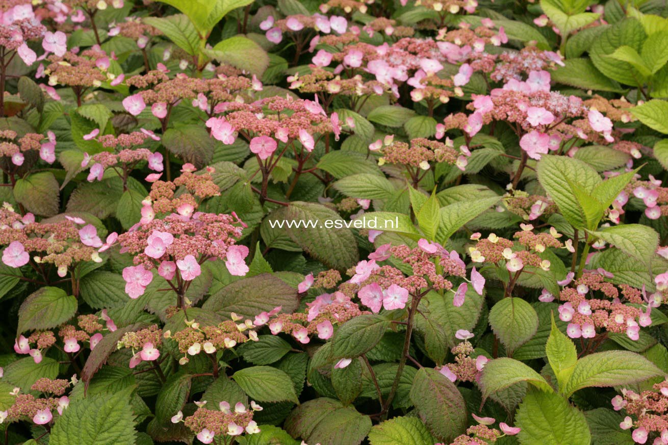 Hydrangea serrata 'Veerle'