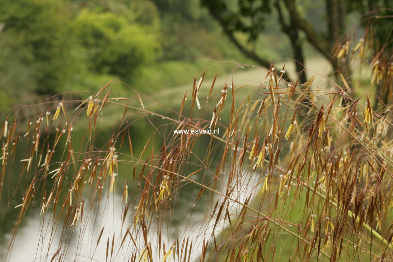 Stipa gigantea