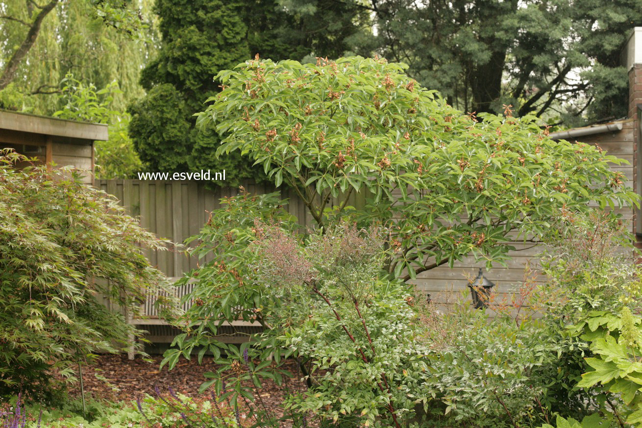 Aesculus mutabilis 'Induta'