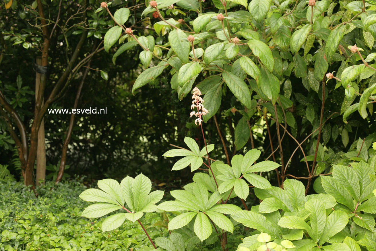 Hydrangea aspera 'Macrophylla'