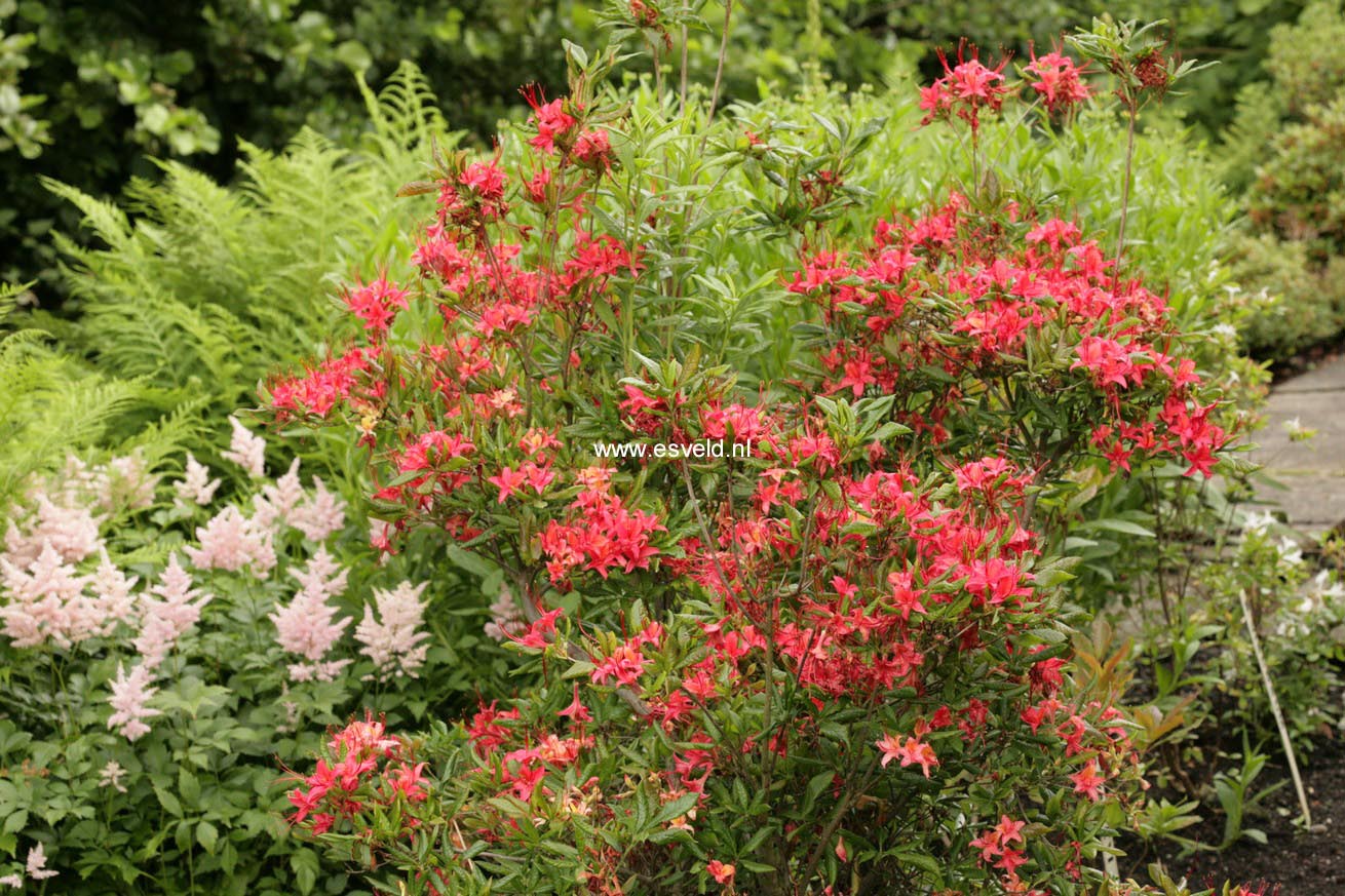 Rhododendron cumberlandense