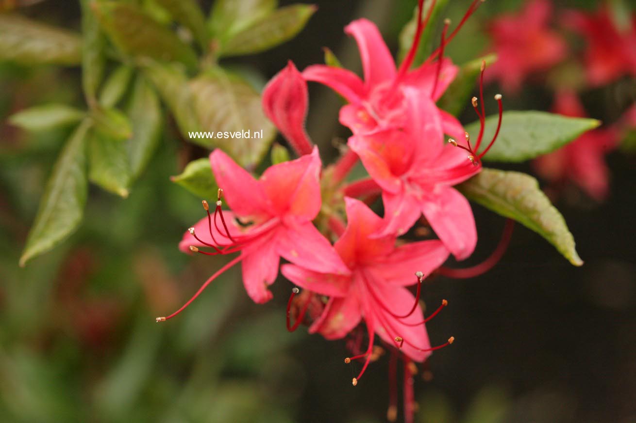 Rhododendron cumberlandense