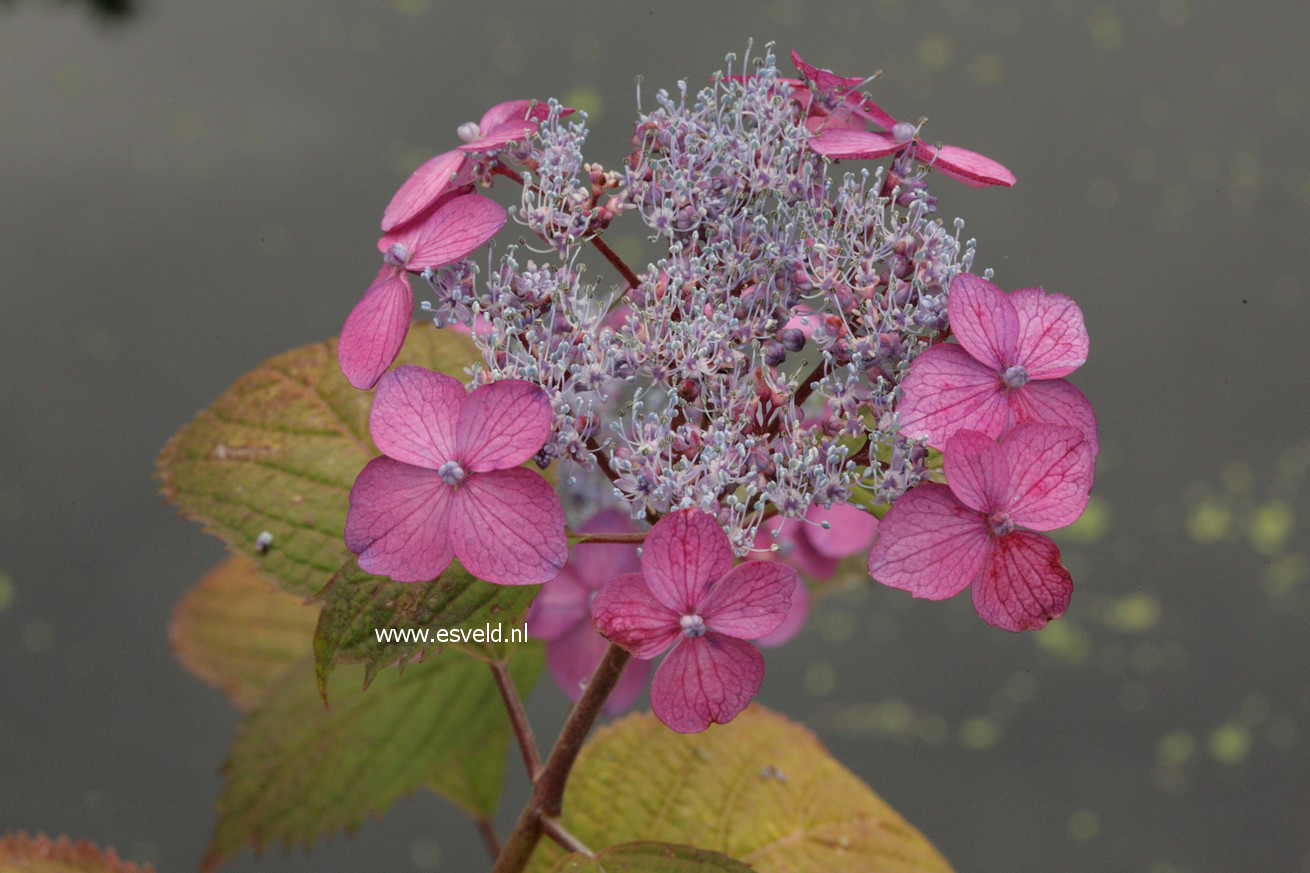 Hydrangea serrata 'Murasaki kobai'