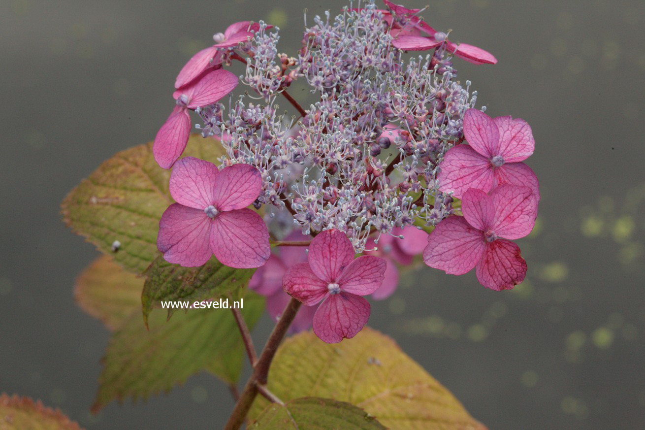 Hydrangea serrata 'Murasaki kobai'