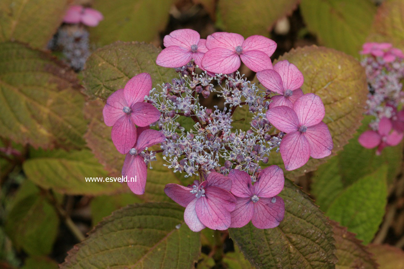 Hydrangea serrata 'Murasaki kobai'