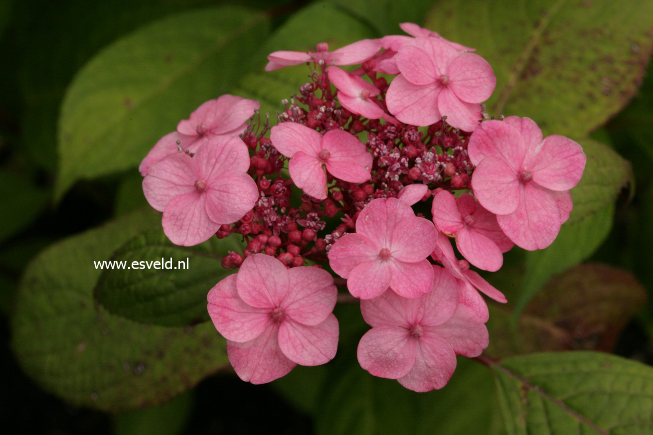 Hydrangea serrata 'Seikai'