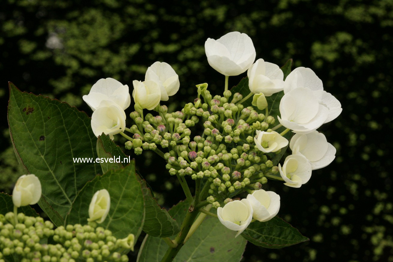 Hydrangea macrophylla 'Snow'