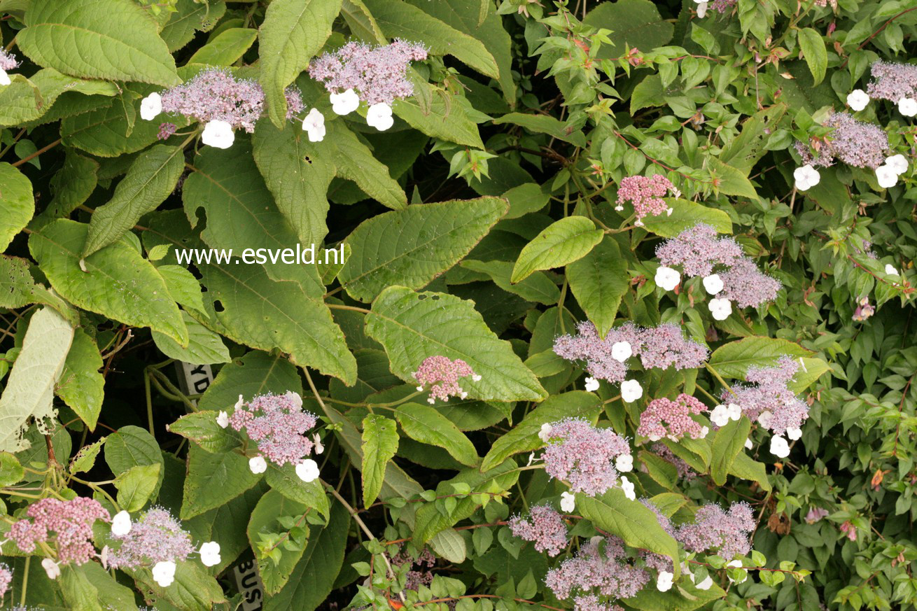 Hydrangea aspera subsp. robusta