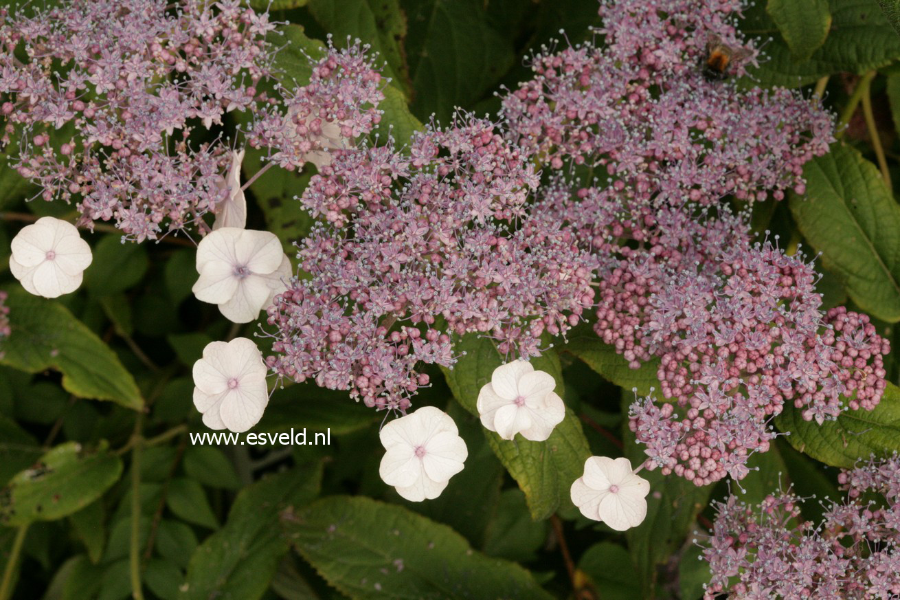 Hydrangea aspera subsp. robusta