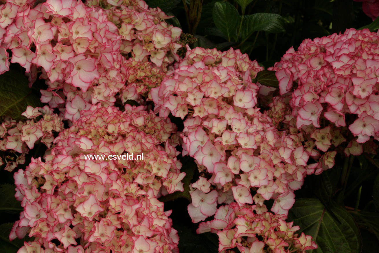 Hydrangea macrophylla 'Sabrina'