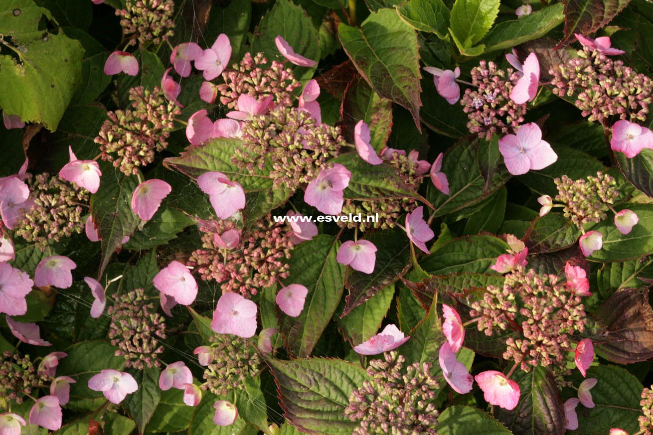 Hydrangea serrata 'Spreading Beauty'