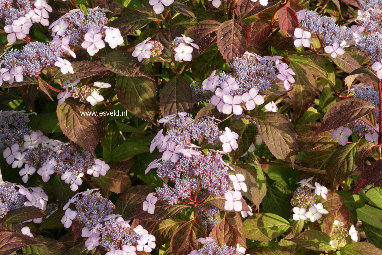 Hydrangea serrata 'Aka tsanayama'