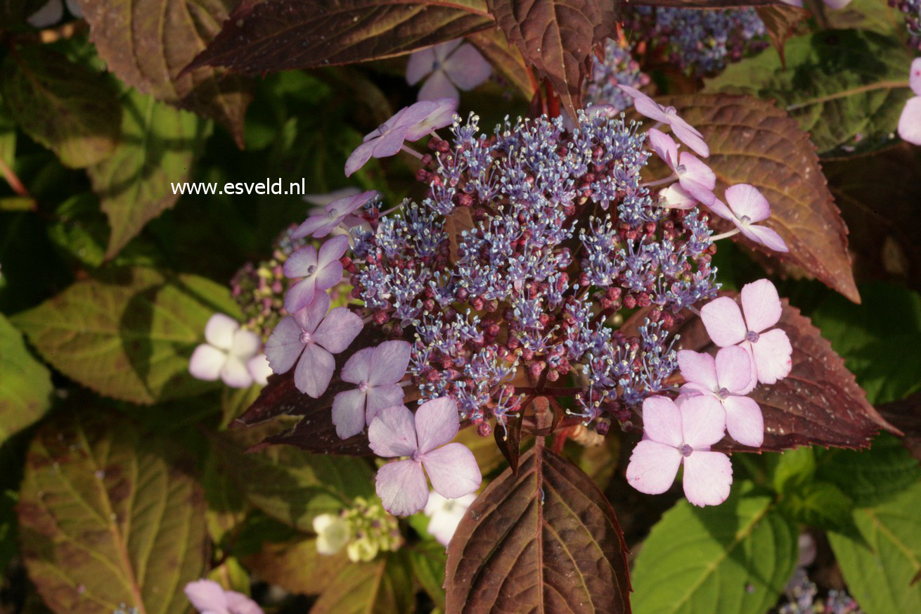 Hydrangea serrata 'Aka tsanayama'