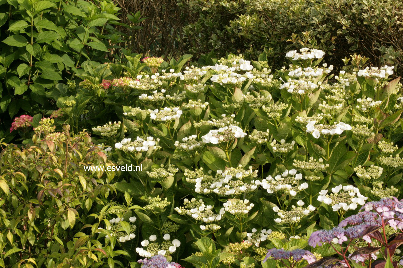 Hydrangea macrophylla 'Veitchii'