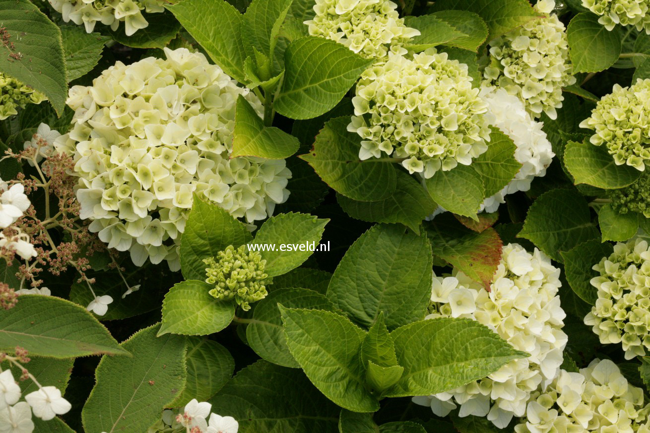 Hydrangea macrophylla 'Napo' (MAGICAL PEARL)