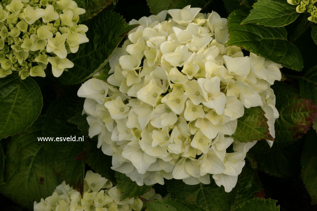 Hydrangea macrophylla 'Napo' (MAGICAL PEARL)