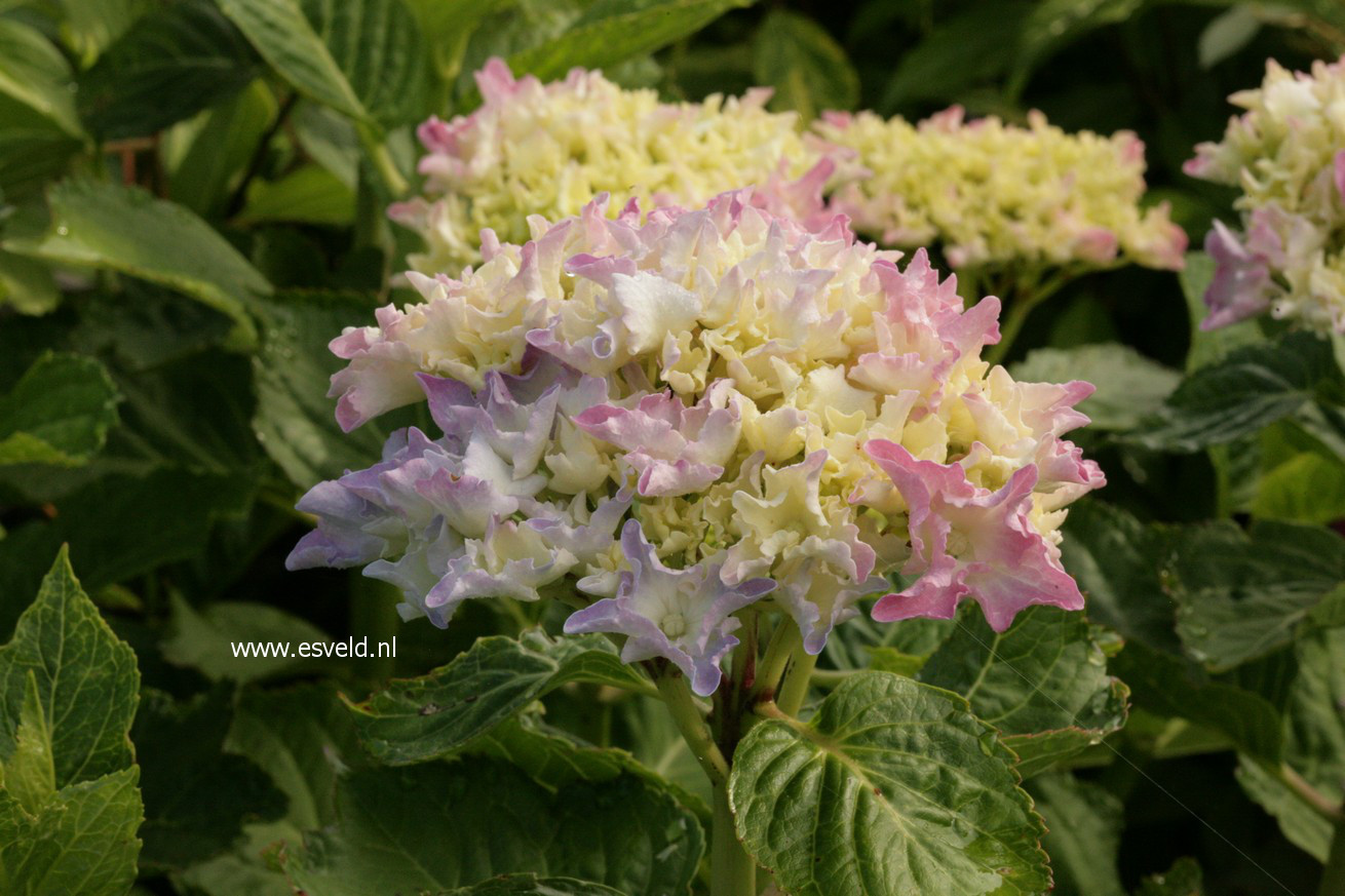 Hydrangea macrophylla 'Spike' (BEAUTENSIA)