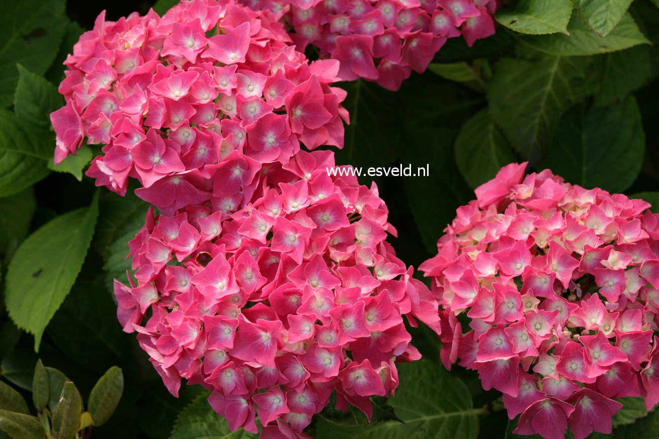 Hydrangea macrophylla 'Miss Belgium'