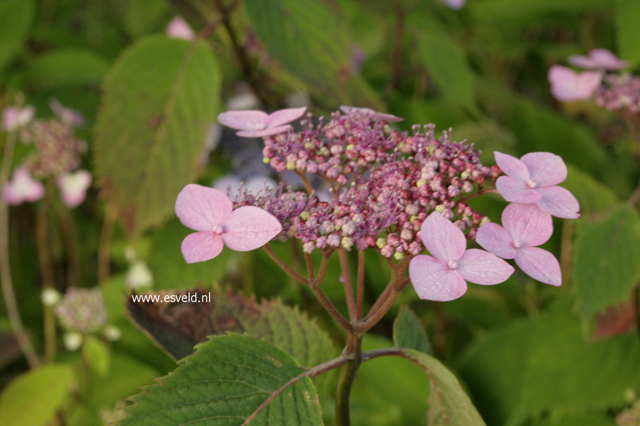 Hydrangea serrata 'Elisabeth'