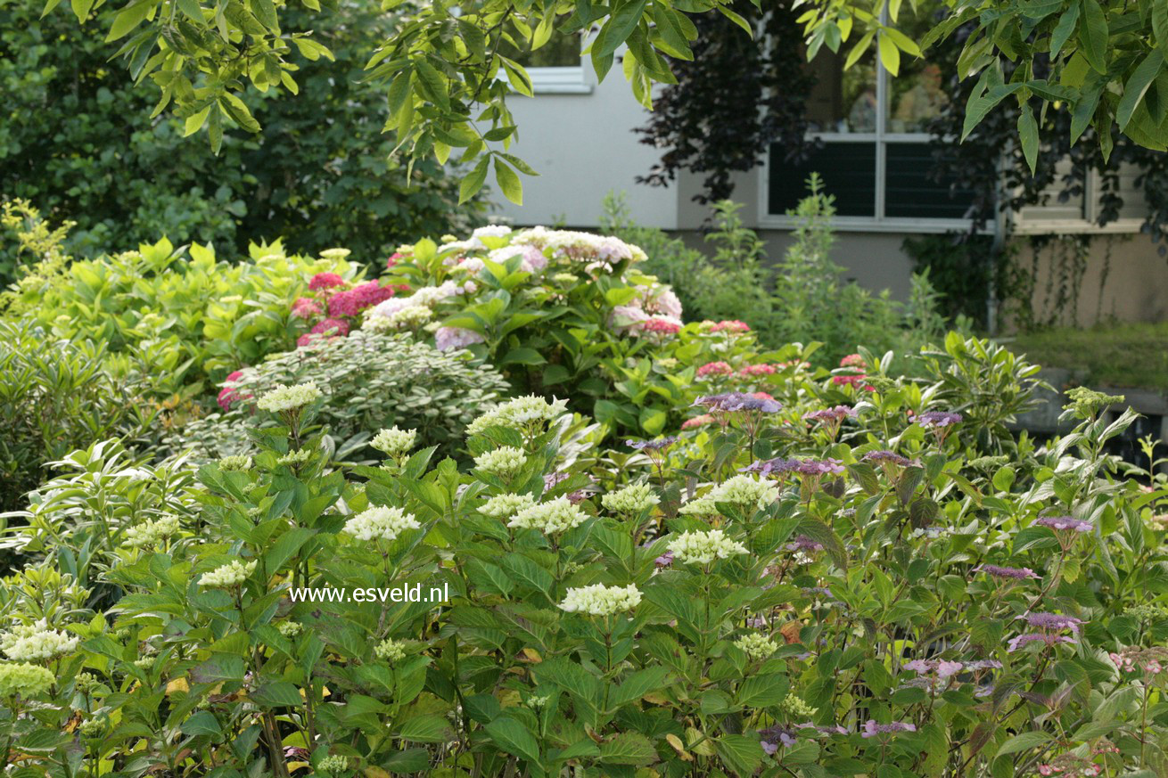 Hydrangea macrophylla