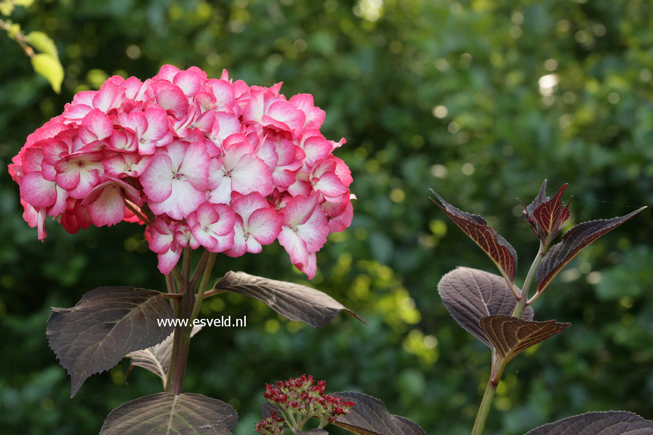 Hydrangea macrophylla 'Ripple'