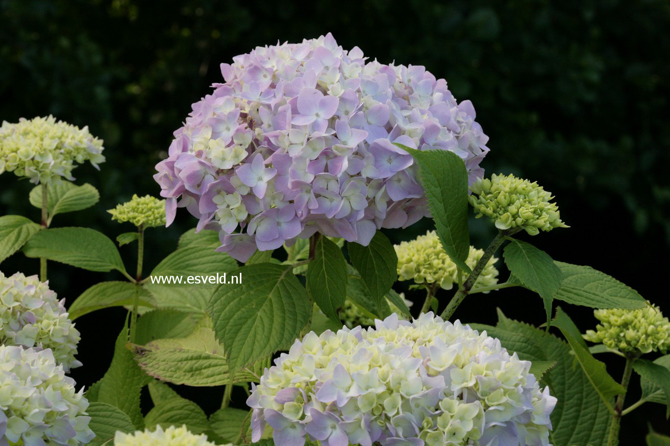 Hydrangea macrophylla 'Blue Bonnet'