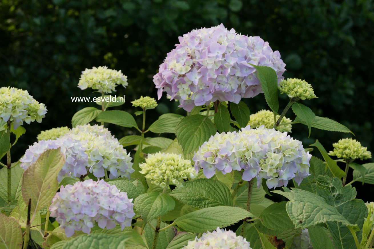 Hydrangea macrophylla 'Blue Bonnet'