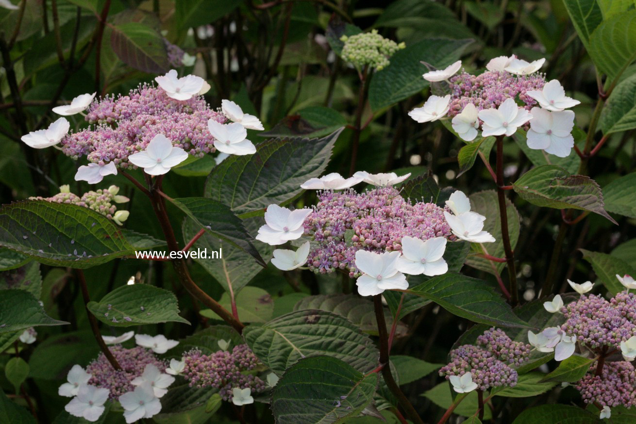 Hydrangea macrophylla 'Belzonii'