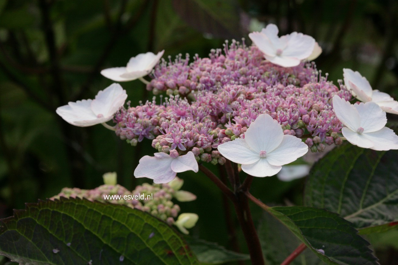 Hydrangea macrophylla 'Belzonii'