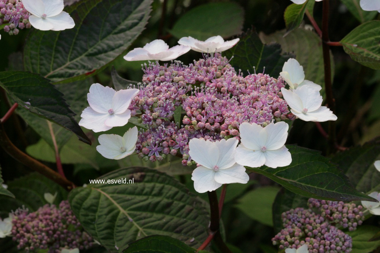 Hydrangea macrophylla 'Belzonii'