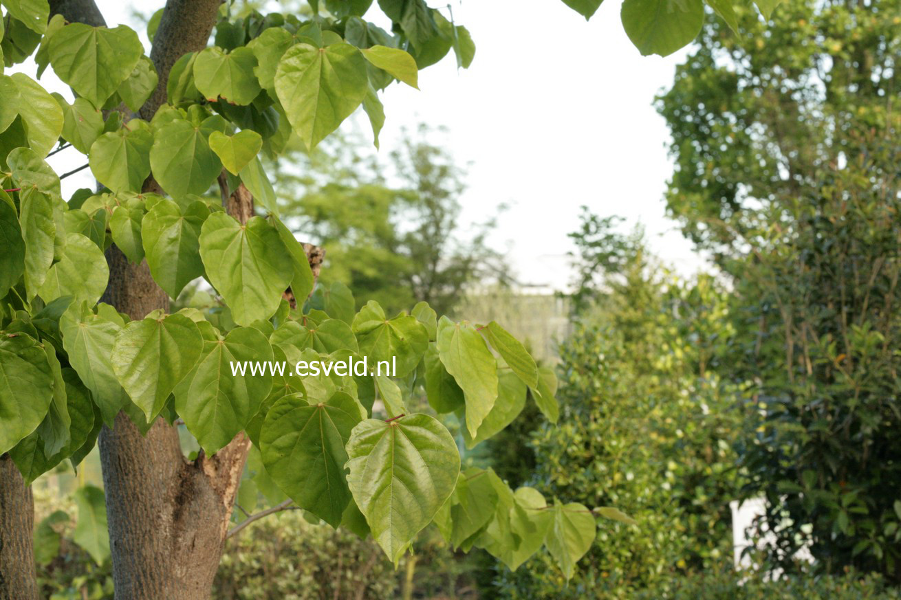 Cercis canadensis