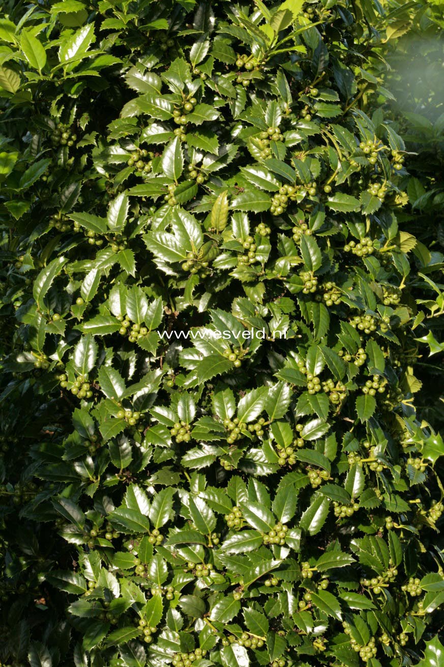 Ilex 'Mary Nell'