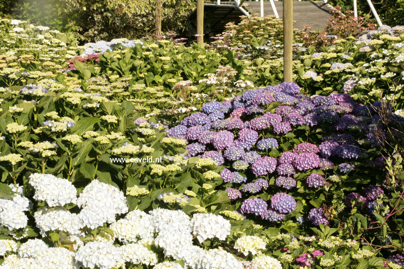 Hydrangea macrophylla 'Benelux'