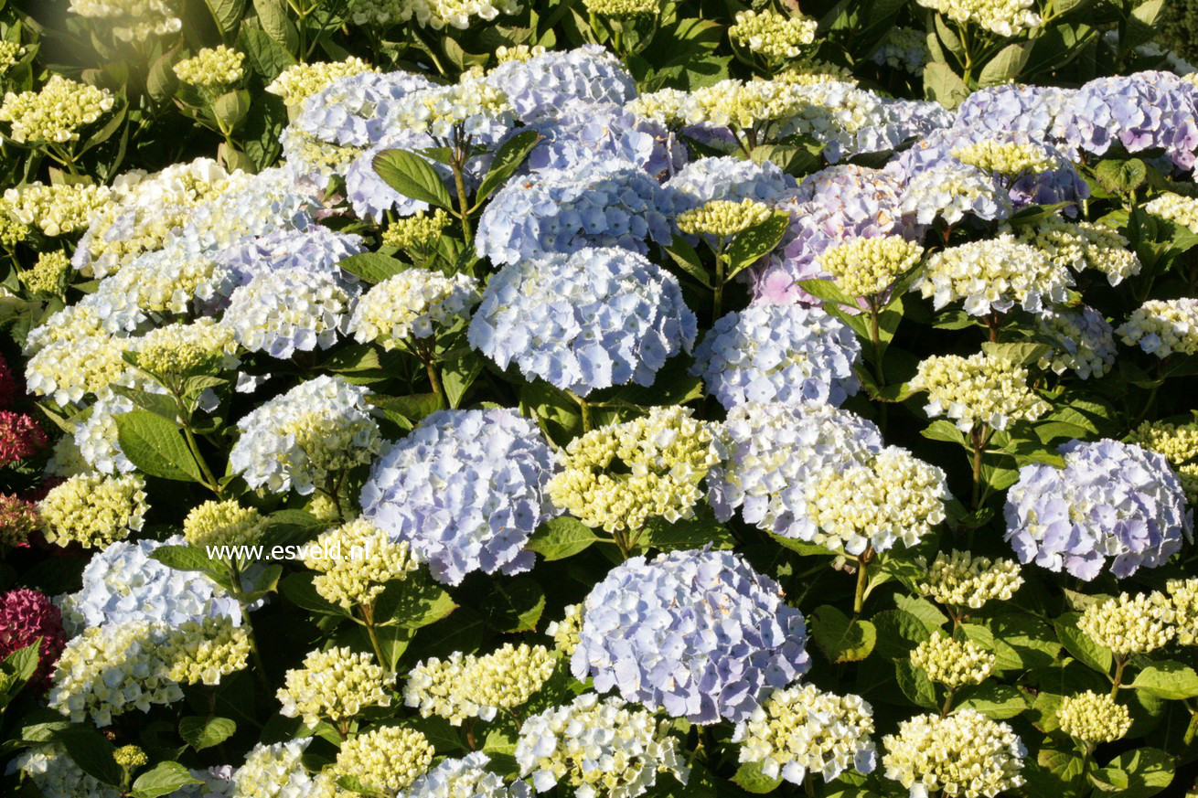 Hydrangea macrophylla 'Homigo' (HOVARIA)