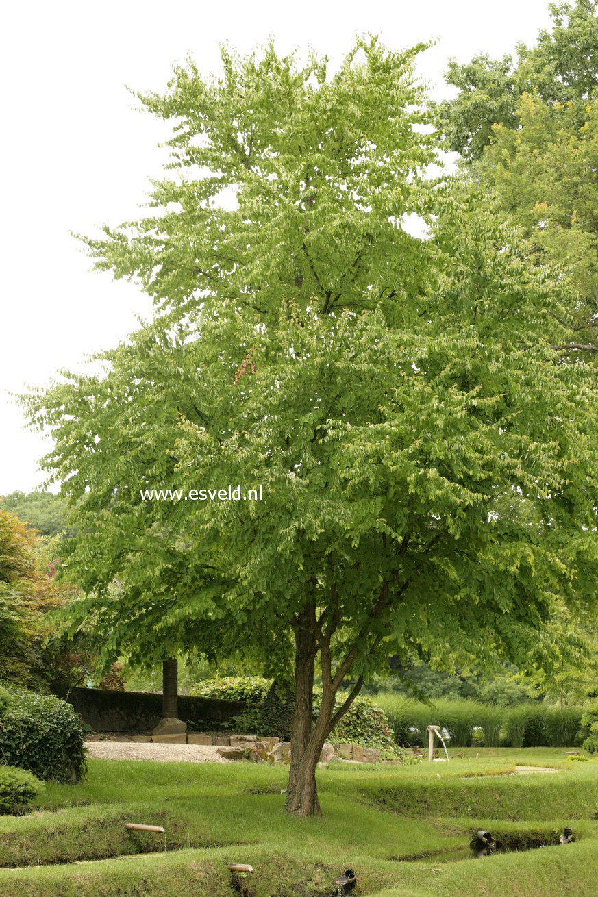 Cercidiphyllum japonicum