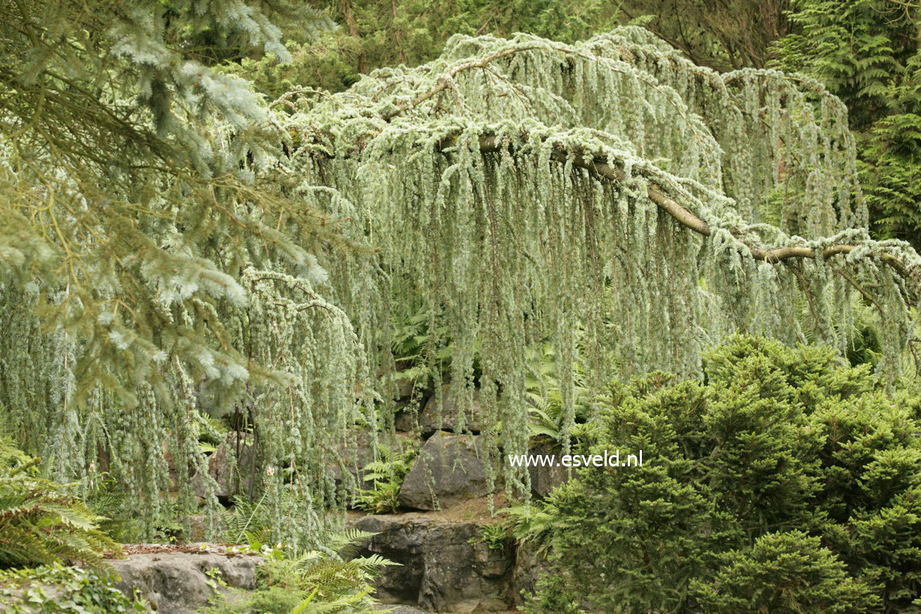 Cedrus libani 'Glauca Pendula'