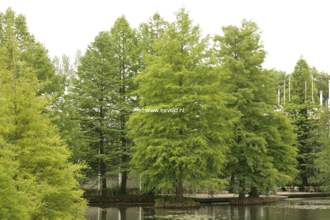 Taxodium distichum