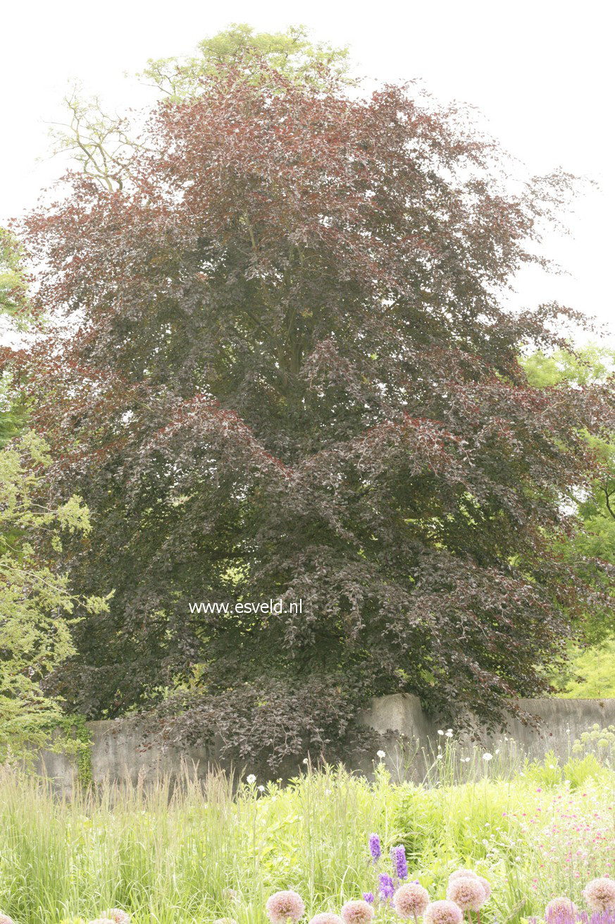 Fagus sylvatica 'Atropunicea'